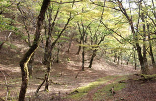 ブナ広場