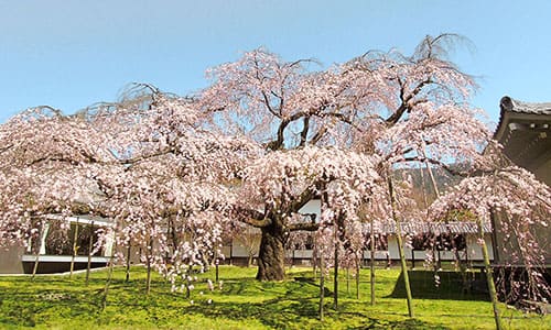 【8名様限定】リフトバスにてご案内！春の京都散策　3日間