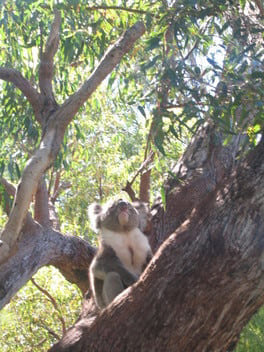 yanchepntlpark_koala