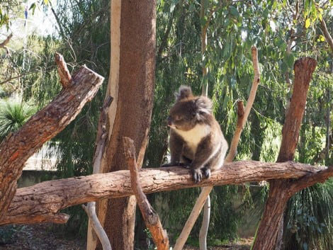 yanchepntlpark_koala02