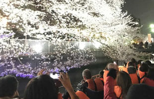 夜桜クルーズ(イメージ)