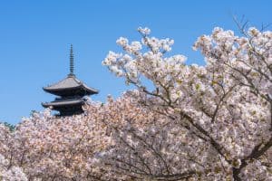 京都　仁和寺の御室桜と五重塔