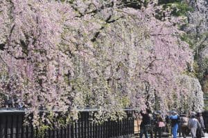 角館の桜（イメージ）