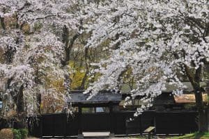 ↑角館の桜（イメージ）