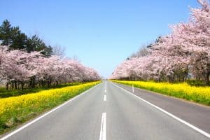 桜と菜の花ロード（イメージ）