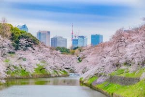 東京千鳥ヶ淵の桜