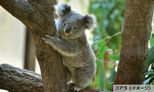 【オーストラリア】成田発着直行便（成田-ケアンズ区間）利用！海と山の世界遺産を楽しむ！よくばりケアンズ5日間