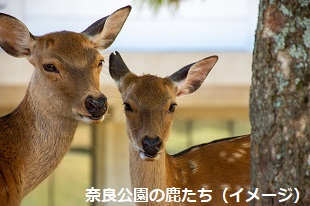 奈良公園の鹿たち（イメージ）
