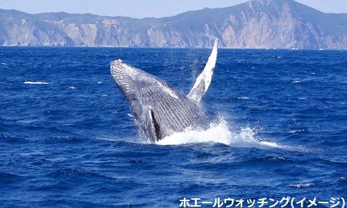 【奄美大島】ホエールウォッチングと奄美大島4日間