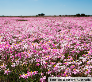 tourism-western-australia%e3%83%aa%e3%82%b5%e3%82%a4%e3%82%ba