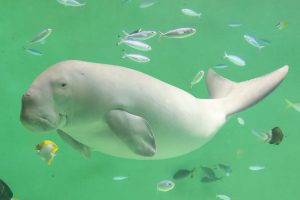 鳥羽水族館　ジュゴン(セレナ)（イメージ）