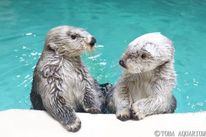 鳥羽水族館「ラッコのメイ（右）とキラ（左）」（イメージ）