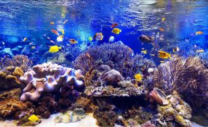 鳥羽水族館　サンゴ水槽（イメージ）