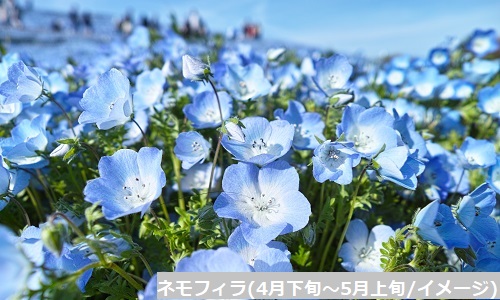 ≪車両貸切プラン≫ ネモフィラ＆藤の花！茨城・栃木、花めぐり2日間