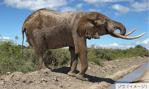 【ケニア】マサイマラで野生動物に逢う！大自然紀行 7日間