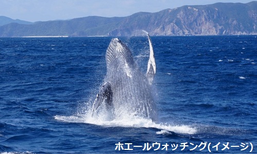 【奄美大島】ホエールウォッチングと奄美大島4日間
