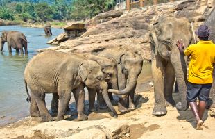 ピンナワラ象の孤児院（イメージ）