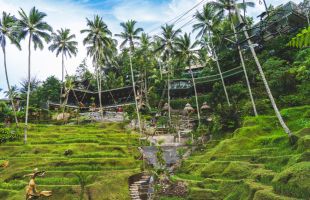 ライステラス（イメージ）