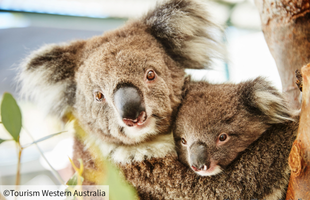 コアラ（イメージ）