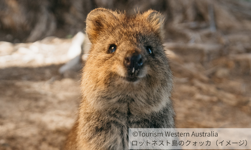 【オーストラリア】春のワイルドフラワー時期限定！ パース6日間  ～成田-パース間 ANA 直行便～