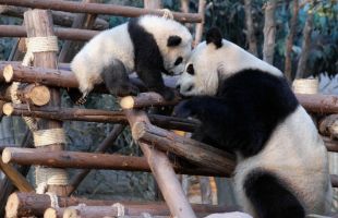 成都パンダ繁殖基地（イメージ）