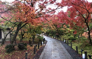 11月永観堂（イメージ）