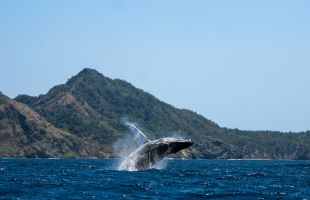 ホエールウォッチングのザトウクジラ（イメージ）